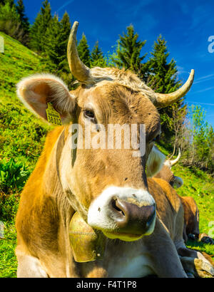 Allgäu, braune Rinder, Alpine Rasen, Alp, bayerische Küche, in der Nähe von Oberstdorf, Bos Primigenius Taurus, Zucht, Deutschland, eins, Kuh,-Eur Stockfoto