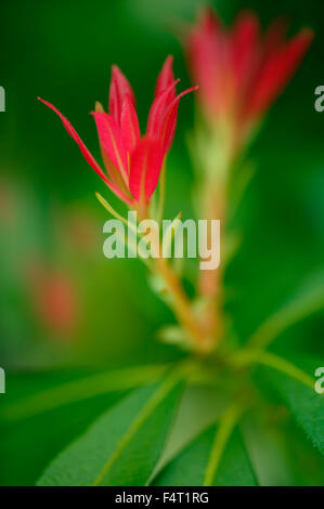 Pieris Japonica. Nahaufnahme der junge rote Blätter im Frühling. Gloucestershire UK Stockfoto