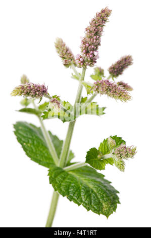 Applemint (Mentha Suaveolens) Großaufnahme von Blättern und rosa Blüten vor weißem Hintergrund. August Vereinigtes Königreich. Stockfoto