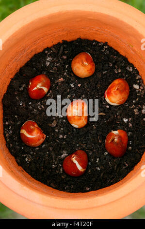 Tulpenzwiebeln Pflanzen in einen Terrakotta-Topf Stockfoto