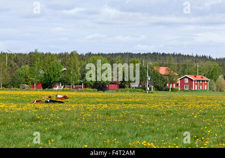 NORTH COUNTY, SCHWEDEN AM 12. JUNI 2015. Blick über Ackerland, Blumen, Kühe und Bauernhöfe. Wald und Hügel. Redaktionelle Nutzung. Stockfoto