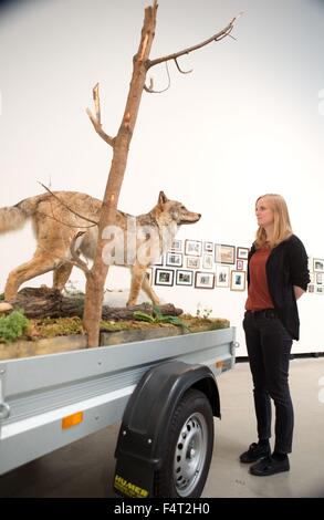 Herford, Deutschland. 22. Oktober 2015. Ein Besucher schaut auf eine Installation des US-Künstlers Marc Dion unter dem Titel "Mobile Wildnis Unit - Wolf, 2006" im Marta-Museum in Herford, Deutschland, 22. Oktober 2015 erstellt. Die Ausstellung mit dem Titel "Wayward Wildnis" läuft vom 24. Oktober 2015 bis 7. Februar 2016. Foto: OLIVER KRATO/Dpa/Alamy Live News Stockfoto