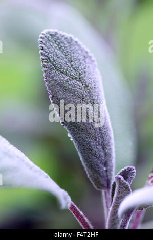 Lila Salbei (Salvia Officinalis Purpurascens). Küchenkraut. Nahaufnahme von einem lila und grüne Blatt. Stockfoto