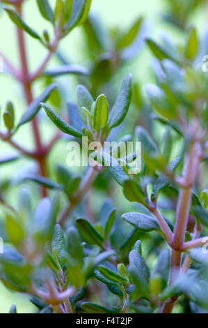 Thymus Vulgaris (gemeinsame Thymian). Küchenkraut. Nahaufnahme von kleinen, aromatischen Blättern. Stockfoto