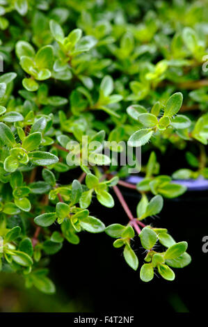 Frischer Thymian wächst in einem schwarzen Plastiktopf. Stockfoto