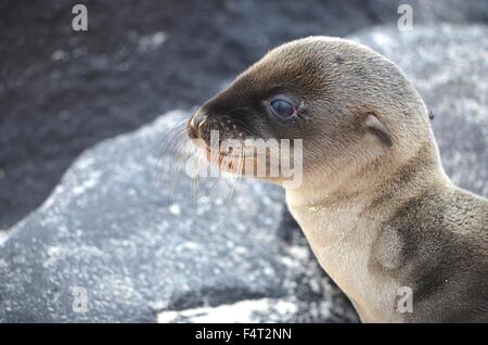 Galapagos Seelöwe Pup, auf Isla Floreana, Galapagos-Inseln. Stockfoto