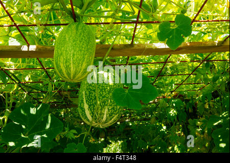 Cucurbita Ficifolia (Feigenblatt Kürbis). Nahaufnahme der Kürbisse und Blätter über einen Tunnel Laube. August. Devon UK. Stockfoto