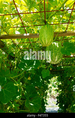 Cucurbita Ficifolia (Feigenblatt Kürbis). Nahaufnahme der Kürbisse und Blätter über einen Tunnel Laube. August. Devon UK. Stockfoto