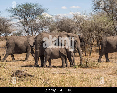 Herde von Elefanten im Tarangire Nationalpark in Tansania, Afrika. Mutter mit einem Stoßzahn und ein Baby in den Fokus. Stockfoto