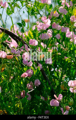 Sweet Pea "Janet Scott". Mitte Schuss von Trauben aus rosa Blüten auf einer Weide-Frame unterstützt. August. Devon UK. Stockfoto