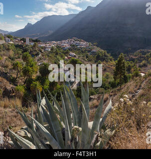 Spanien, Europa, Fataga, Gran Canaria, Kanarische Inseln, Palm trees, Barranco de Fatago, Landschaft, Wald, Holz, Bäume, Sommer, mou Stockfoto