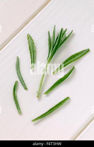 Vermehrung von Lavendel (Lavandula Angustifolia Hidcote). Blätter sind von der Unterseite des Stammes entfernt. Stockfoto