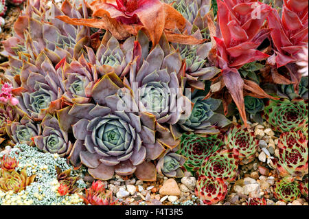 Sempervivum (Hauswurz) gemischt. Nahaufnahme von Sukkulenten, Rosette bilden, sternförmige Blätter. Juli. Sommer. Oxfordshire UK. Stockfoto