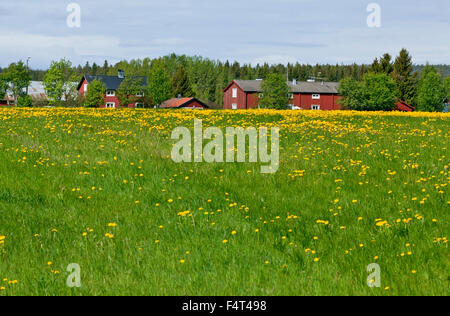 NORTH COUNTY, SCHWEDEN AM 12. JUNI 2015. Blick über Ackerland, Blumen, Kühe und Bauernhöfe. Wald und Hügel. Redaktionelle Nutzung. Stockfoto