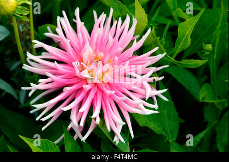 Kaktus Dahlia. Nahaufnahme von rosa Blumen Juli Großbritannien Stockfoto