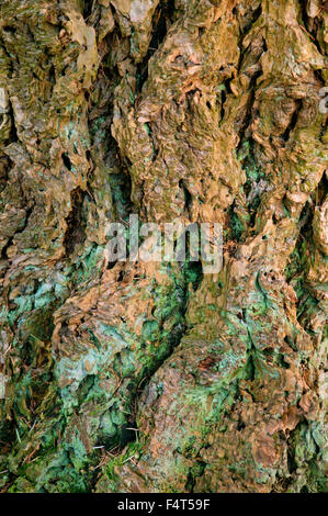 Pseudotsuga Menziesii 'Douglasie'. Nahaufnahme der Rinde. Gloucestershire UK. Stockfoto