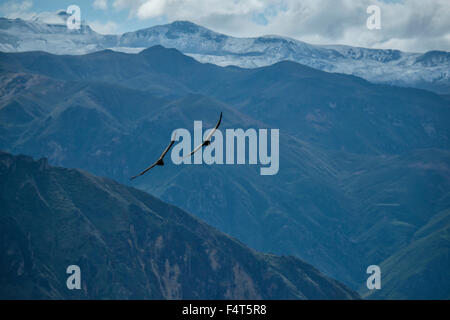 Südamerika, Lateinamerika, Peru, Colca Canyon, hoch aufragenden condor Stockfoto