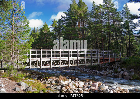 Fußgängerbrücke über den Allt Mor-Stream auf einen beliebten Wanderweg in Glenmore Forest Park, der Cairngorms, Schottisches Hochland UK Stockfoto