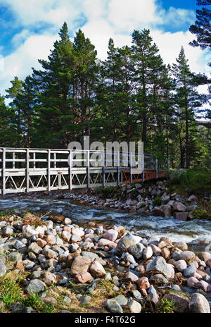 Fußgängerbrücke über den Allt Mor-Stream auf einen beliebten Wanderweg in Glenmore Forest Park, der Cairngorms, Schottisches Hochland UK Stockfoto