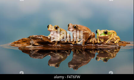 3 kleine Frösche auf einem Schiff in einem Pool Reflexion Stockfoto