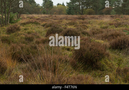 Ort der Schlacht von Sheriffmuir suchen Südost zeigen, Heide und Moor, Perthshire, Schottland, UK, Stockfoto