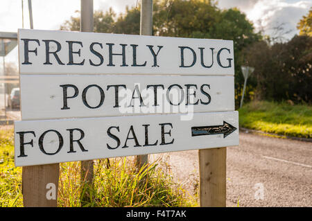 Werbung "Frisch gegrabene Kartoffeln zu verkaufen" an der Seite von der Landstraße zu unterzeichnen. Stockfoto