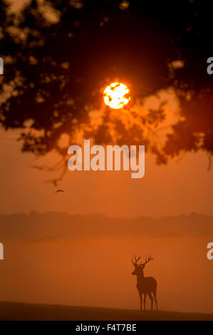 Ein Rothirsch Hirsch Silhouette gegen im Herbst orange Nebel unter einem Baum Stockfoto