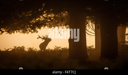 Rotwild-Hirsch Silhouette unter den großen Herbst farbige Eichen Stockfoto