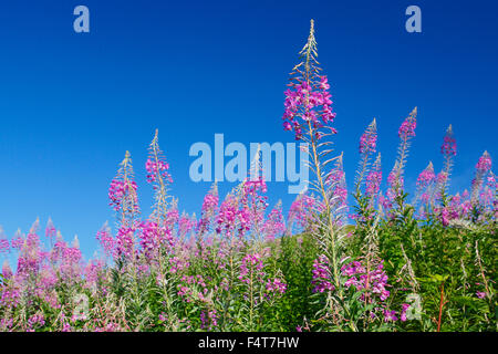 Weidenröschen, Epilobium Angustifolium, Schweiz Stockfoto