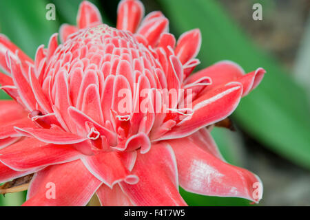 Nahaufnahme, rote Taschenlampe Ginger Stockfoto