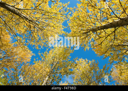 Populus Tremula. Aspen Bäume Farbwechsel im Herbst vor einem blauen Himmel in den Scottish Borders. Schottland Stockfoto