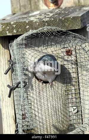 Baum-Schwalbe Blick aus einem Vogelhaus. Stockfoto