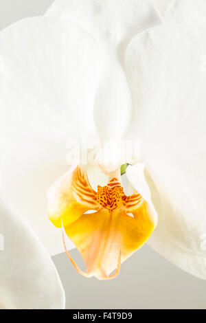 Nahaufnahme einer weißen Schmetterling Orchidee Blume Phalaenopsis. Stockfoto