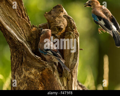 Paar von Jays dargestellt thront auf einem alten verfallenen hölzernen Baumstumpf. "Gegen einen leuchtenden grünen Wald Hintergrund isoliert. Stockfoto