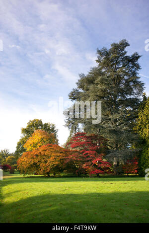Acer Bäume im Herbst im Westonbirt Arboretum, Gloucestershire, England Stockfoto