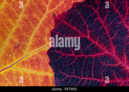 Populus Tremula. Herbst-Aspen-Baum-Blätter-Muster Stockfoto