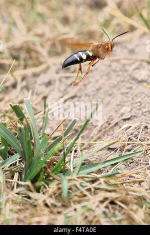 Cicada Killer fliegen weg von seiner Burrow. Stockfoto