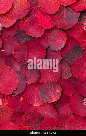 Populus Tremula. Herbst-Aspen-Baum-Blätter-Muster Stockfoto