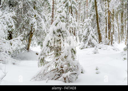 Baum im Schnee Stockfoto