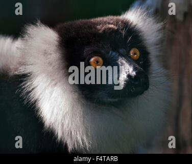Schwarz und weiß Ruffed Lemur (Varecia Variegata Variegata) Stockfoto