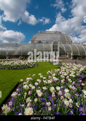 Europa, Großbritannien, England, London, Kew Gardens Palmenhaus Tulpen Stockfoto