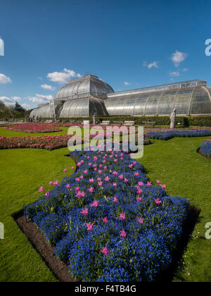 Europa, Großbritannien, England, London, Kew Gardens Palmenhaus Tulpen Stockfoto