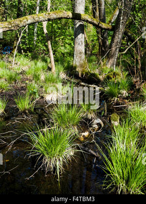 Schwarz-Erlen Holz Chlöpfimoos Stockfoto