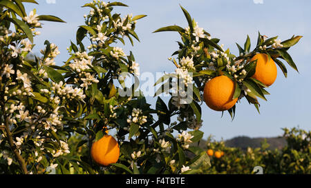 Orangenhain auf Kreta Stockfoto