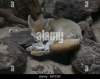 Nordafrikanische Sahara Fennec Fox (Fennecus Zerda) Stockfoto