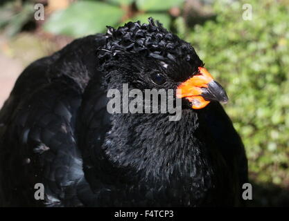 Männlichen südamerikanischen rot in Rechnung gestellt oder rot genoppt Hokkohühner (Crax Blumenbachii), ursprünglich aus Atlantischen Tieflandwälder Brasiliens Stockfoto