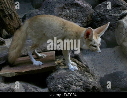 Nordafrikanische Sahara Fennec Fox (Fennecus Zerda) Stockfoto