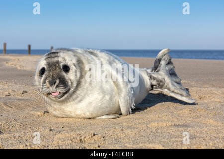 Atlantic Grau Dichtung Stockfoto