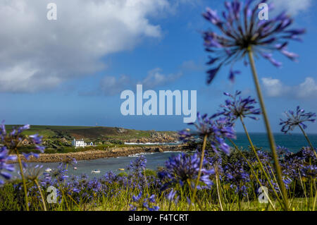 Agapanthus oder Lily Of The Nile Pflanzen wachsen entlang der Küste von Altstadt Bucht. St. Marien. Isles of Scilly. Cornwall. England Stockfoto