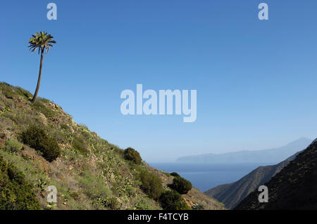 Eine einsame Palme mit Teide und Teneriffa betrachtet von Vallehermoso Trail, Integral Nature Reserve. La Gomera. Stockfoto